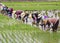 Rice Cultivation, Xizhou, Yunnan