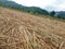 Rice dried after harvesting with the beauty of the mountains