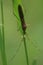 A rice ear bug on a green grass.