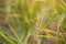 Rice ears with bent branches in the rice field