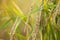 Rice ears with bent branches in the rice field