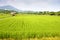 Rice farm