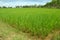 Rice farm