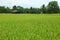 Rice farm