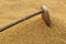 Rice farm : Ancient agriculture tools on paddy background. Farme