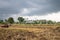 Rice farm during harvesting in Thailand