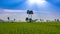 Rice Farm Landscape And Beautiful Sunbeam Time Lapse