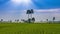 Rice Farm Landscape And Beautiful Sunbeam Time Lapse