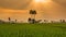 Rice Farm Landscape And Beautiful Sunbeam Time Lapse (pan shot)