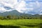 Rice farm in mountain background