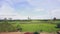 Rice farm with sky ,Time lapse