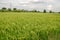 Rice Farm in Thailand with raw of rice before harvest