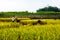 Rice farmers in china