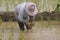 Rice farmers in northern Thailand