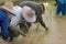 Rice farmers in northern Thailand