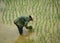 Rice farmers working on rice terrace fields