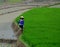 Rice farmers working on rice terrace fields in Sapa, Vietnam.