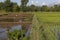 Rice farming in a flooding field in summer
