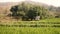 Rice farming in the forest foothills