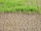 In the rice farming season, the ground that does not rain exactly according to the season Farmers lack water to grow rice. Making