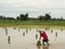 Rice farming season in Thailand