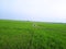 Rice farming view