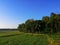 Rice Farmland, coconut trees afar,