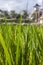 Rice Field