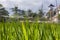 Rice Field