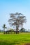 Rice Field with Abandoned Farmer Shelter and Big Tree