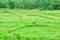 Rice field, Agriculture scene