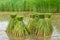 Rice field, Asia paddy field