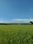 Rice field atmosphere near Trisik beach, Southern Ring Road, Kulon Progo, Jogja.