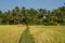 Rice field in the background of coconut palms.