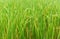 Rice field background green paddy rice on tree in agriculture asia
