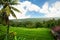 Rice field. Bali, Indonesia