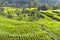 Rice Field Bali Ubud