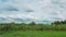 rice field and bananas garden isolated on cloud and sky background