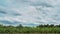 rice field and bananas garden isolated on cloud and sky background