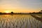 Rice field befor sunset in evening.