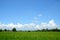 Rice field with blue sky and white clouds.