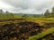 Rice field burned after the harvest, in the famous Jatiluwih rice terraces in Bali