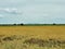 Rice field in the central region of Thailand, the agriculture life of thai people