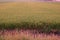 Rice field close to harvest, yellowing both leaves and grain