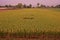 Rice field close to harvest, yellowing both leaves and grain