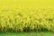 Rice field closeup, ready for the harvest