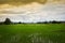 Rice field clouds Yellow