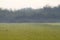 Rice field with dew drops