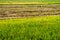 Rice field in different stages; producing grains, yellowing, and harvested.