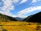 Rice field enroute Khamsum Yulley Namgyal Choten, Bhutan